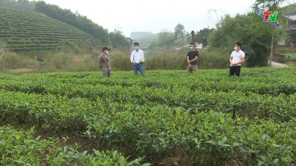 Đại Từ: Nâng cao giá trị cây chè