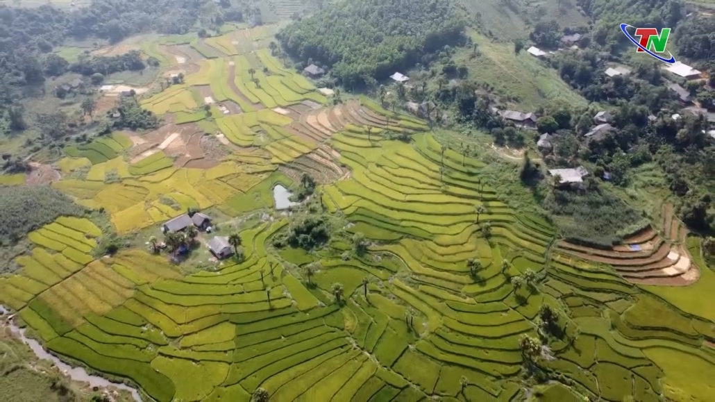 Triển khai mô hình trồng hoa Tam giác mạch tại  Bản Tèn, Đồng Hỷ