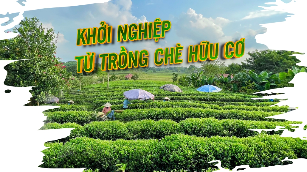 [Megastory] Khởi nghiệp từ trồng chè hữu cơ