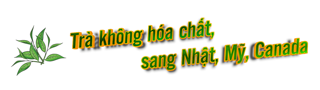 [Megastory] Khởi nghiệp từ trồng chè hữu cơ