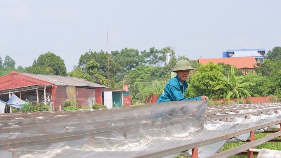 [Photo] Miến dong Việt Cường - Khẳng định thương hiệu