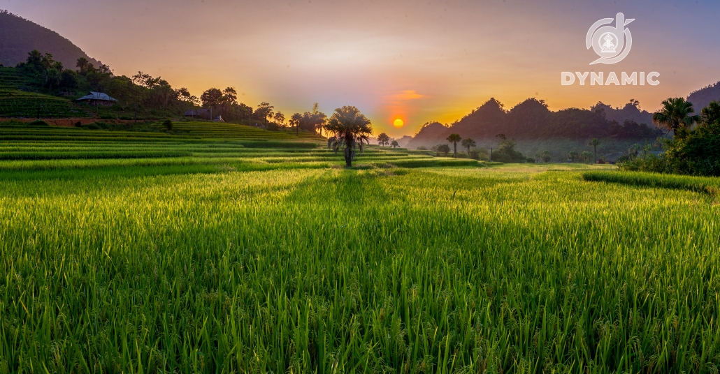 翩村 – 黄金季节的魅力