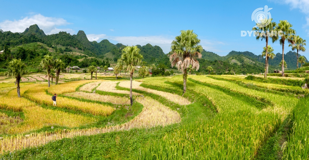 翩村 – 黄金季节的魅力