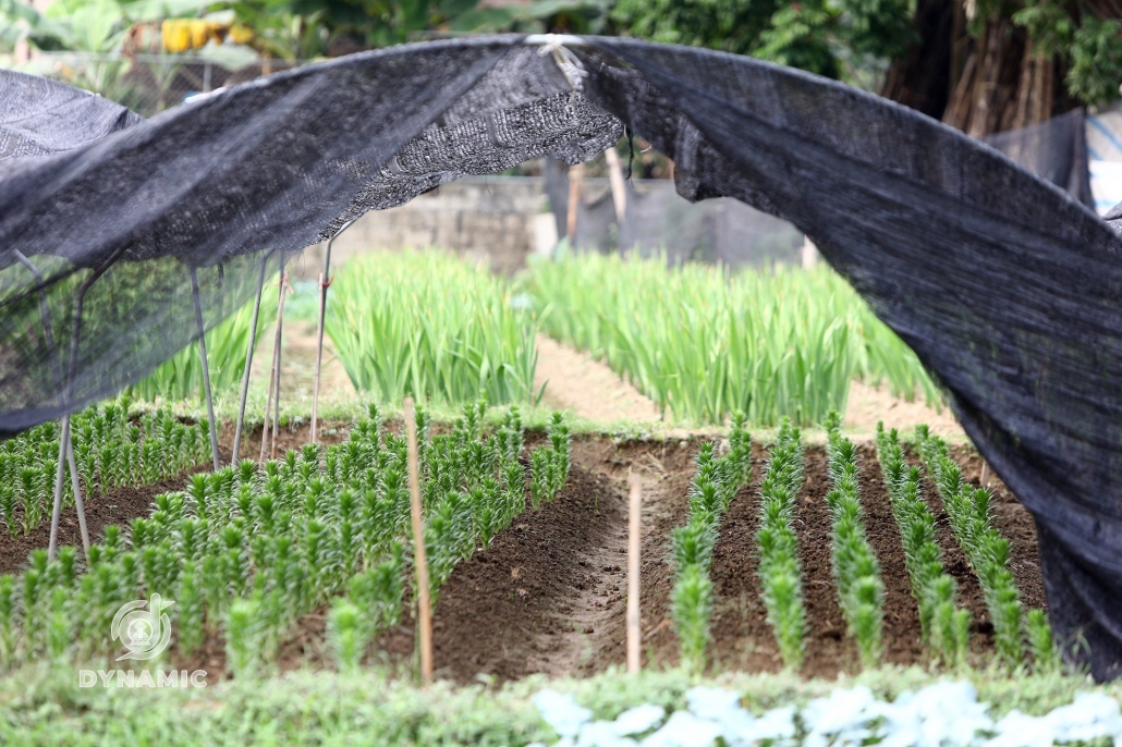 Tuc Duyen flower village enters Tet season