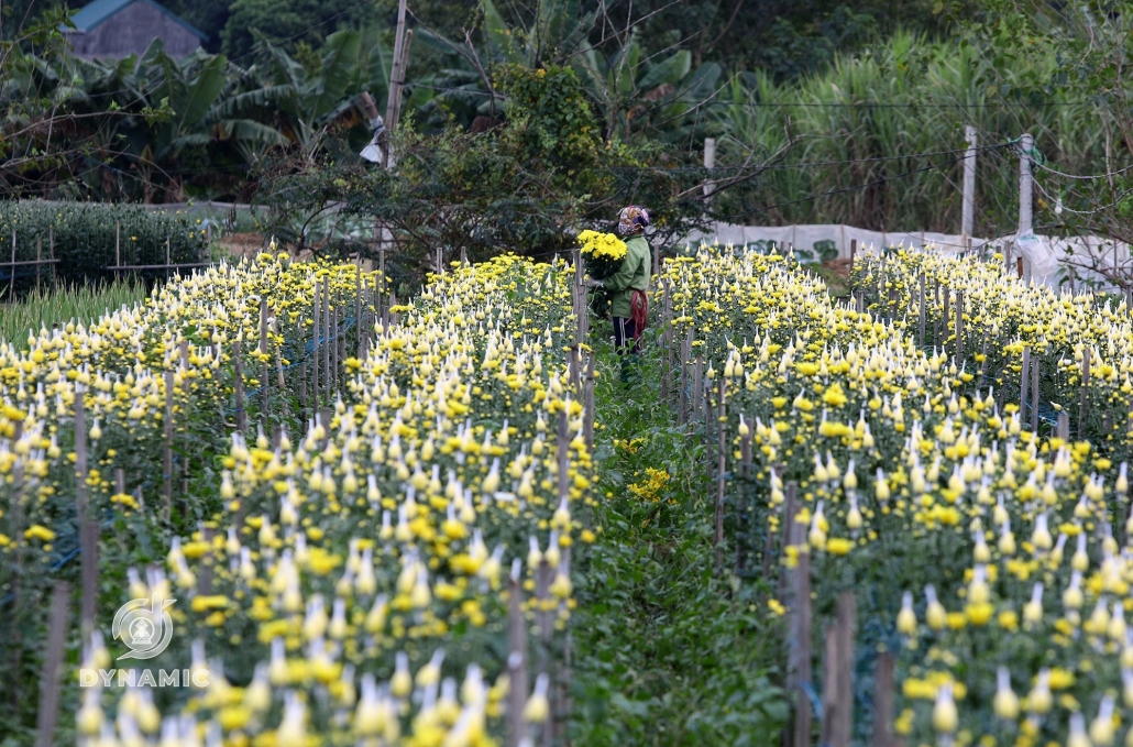 春季的足缘花村