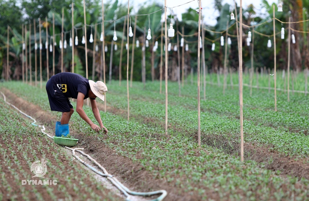 Tuc Duyen flower village enters Tet season