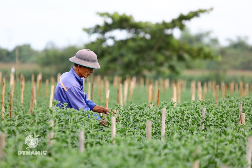 Tuc Duyen flower village enters Tet season