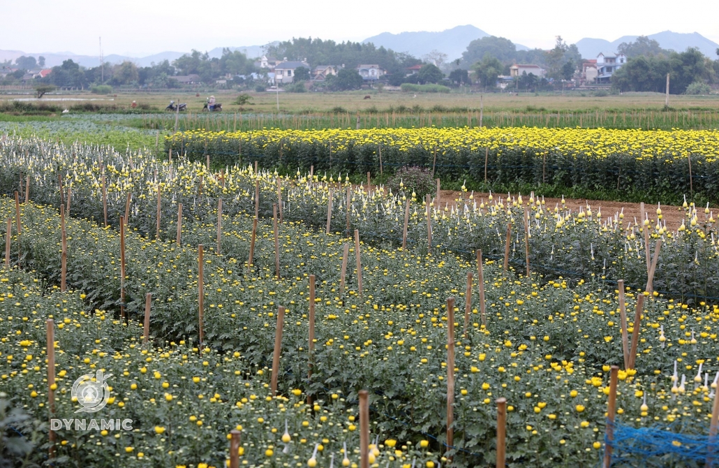 Tuc Duyen flower village enters Tet season