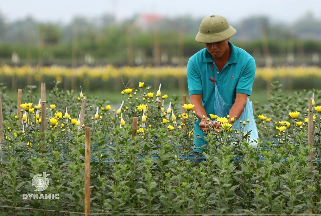 Tuc Duyen flower village enters Tet season