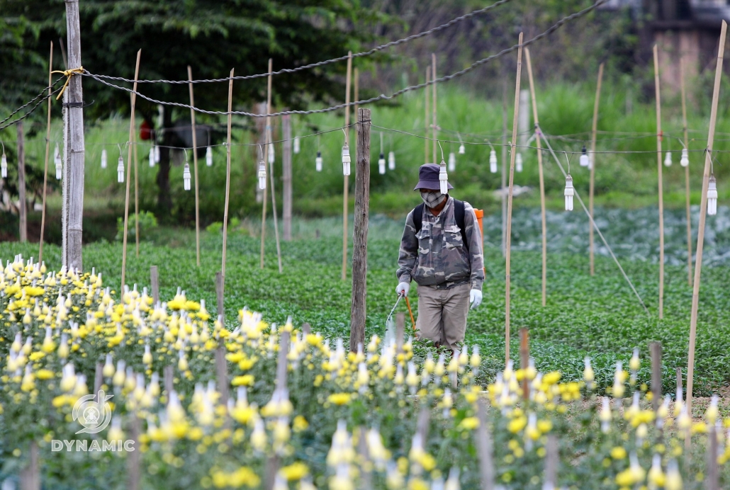 Tuc Duyen flower village enters Tet season