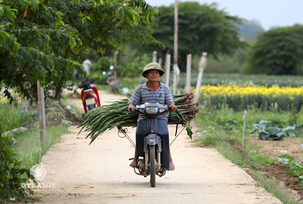 Tuc Duyen flower village enters Tet season