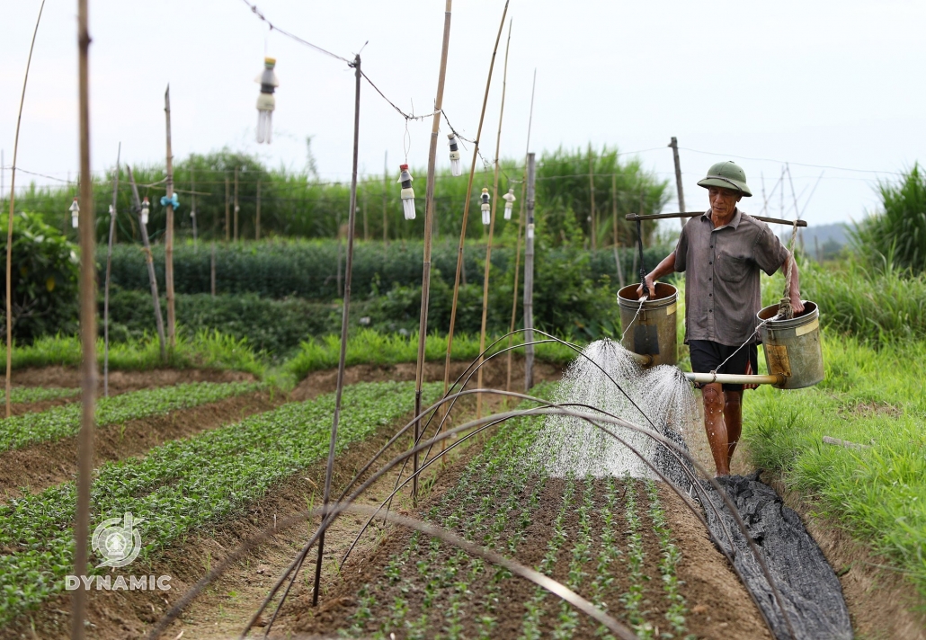 Tuc Duyen flower village enters Tet season