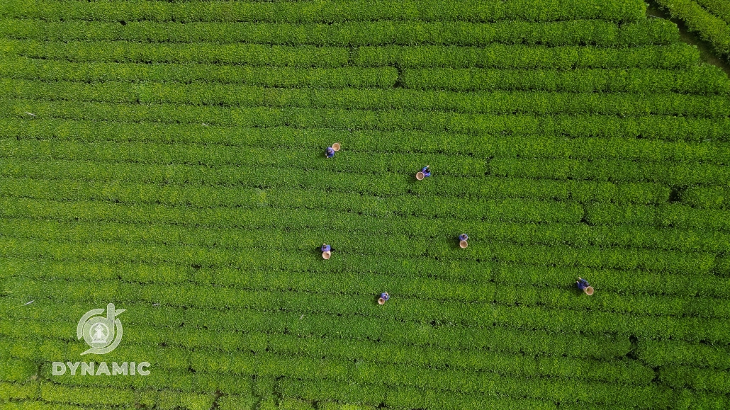 发展茶区天歌俱乐部