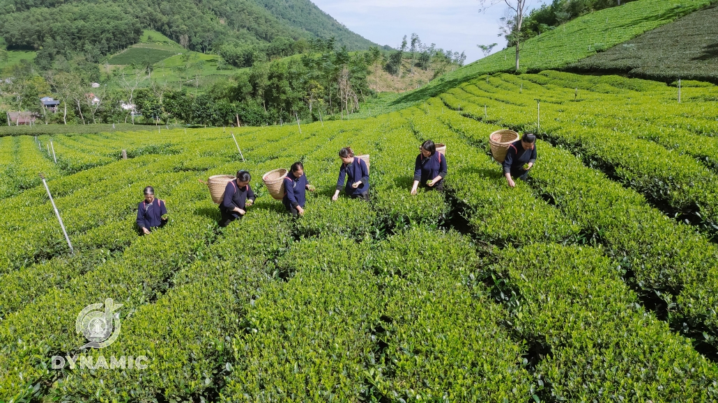 发展茶区天歌俱乐部