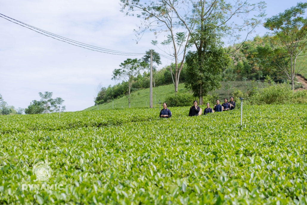 发展茶区天歌俱乐部