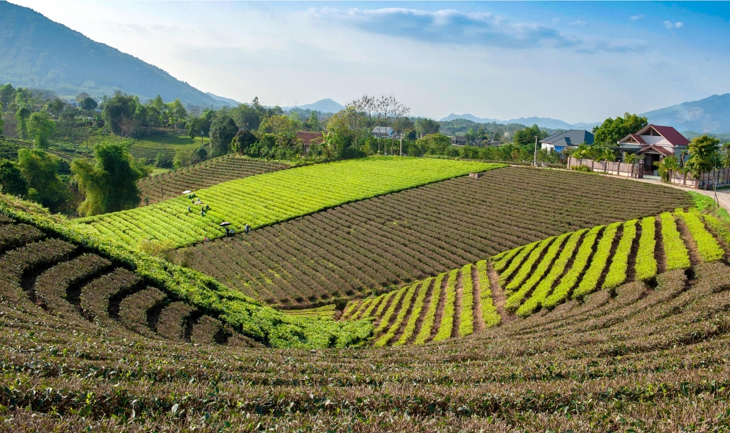 Early sunlight on Hoang Nong tea hill