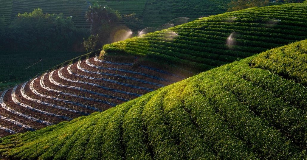 Early sunlight on Hoang Nong tea hill