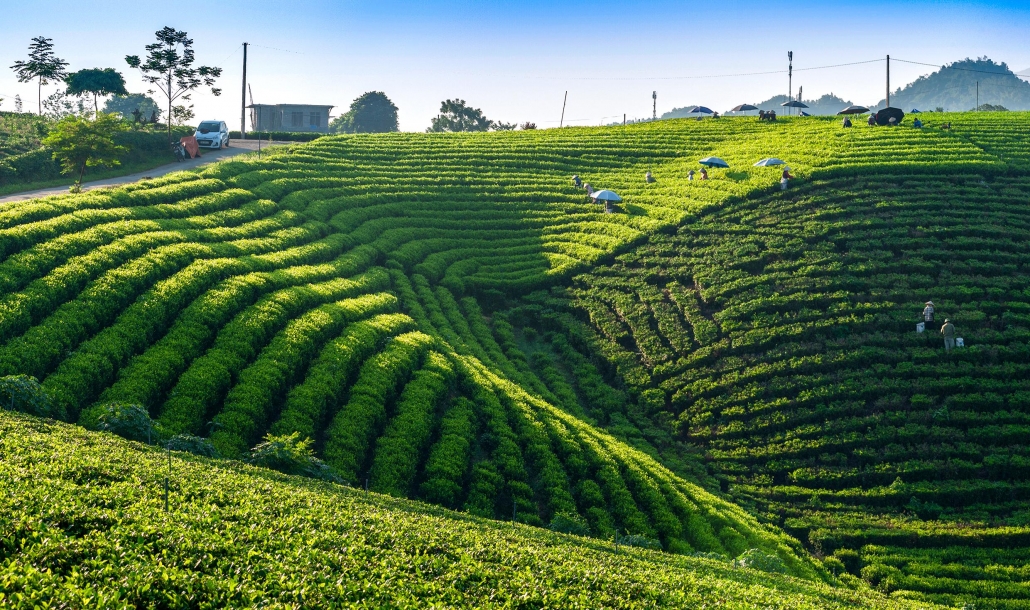 Early sunlight on Hoang Nong tea hill