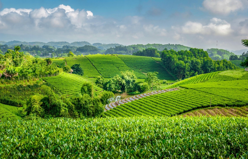 Early sunlight on Hoang Nong tea hill