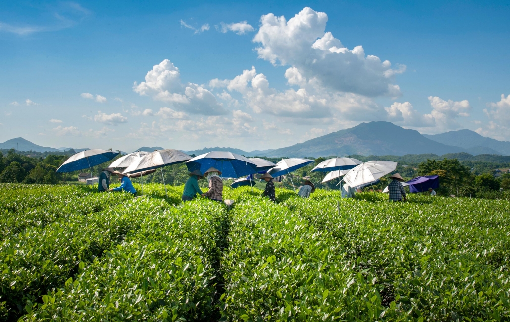 Early sunlight on Hoang Nong tea hill