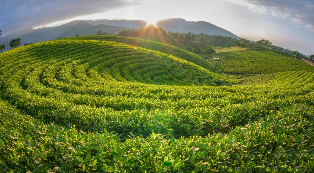 Early sunlight on Hoang Nong tea hill