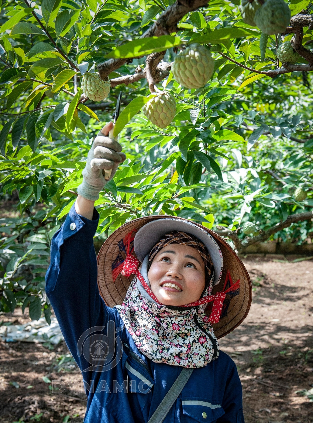 Ripe custard apple season