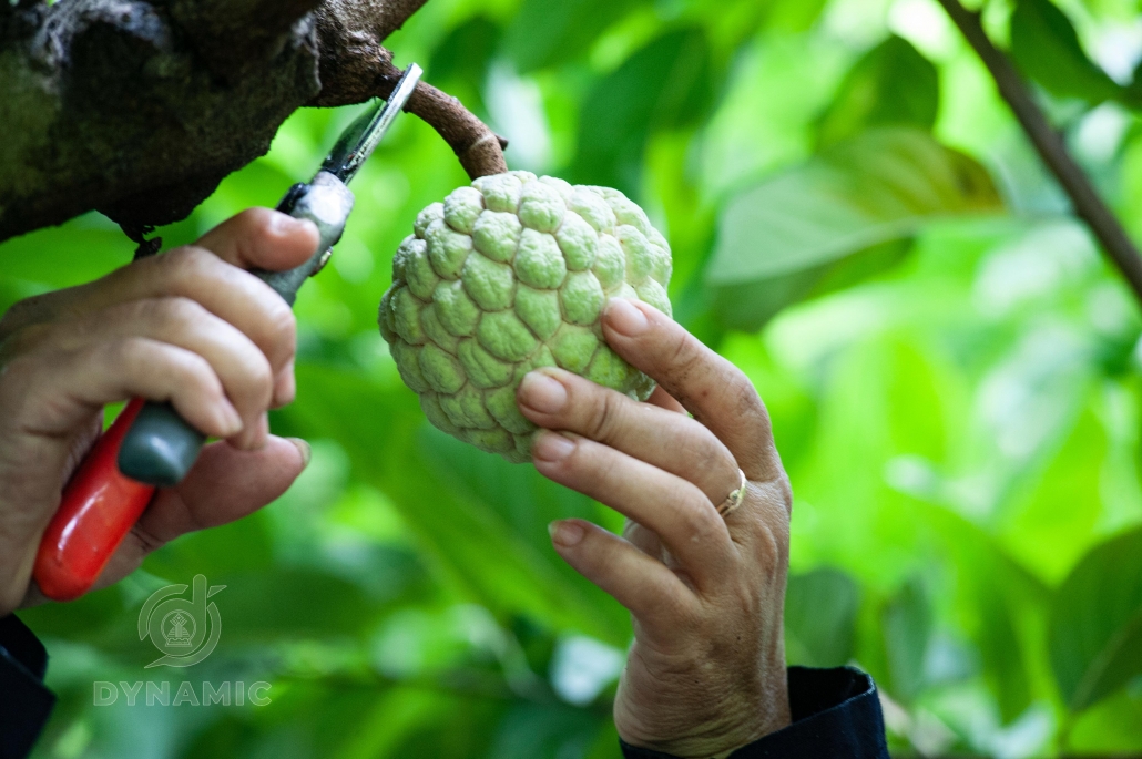 Ripe custard apple season