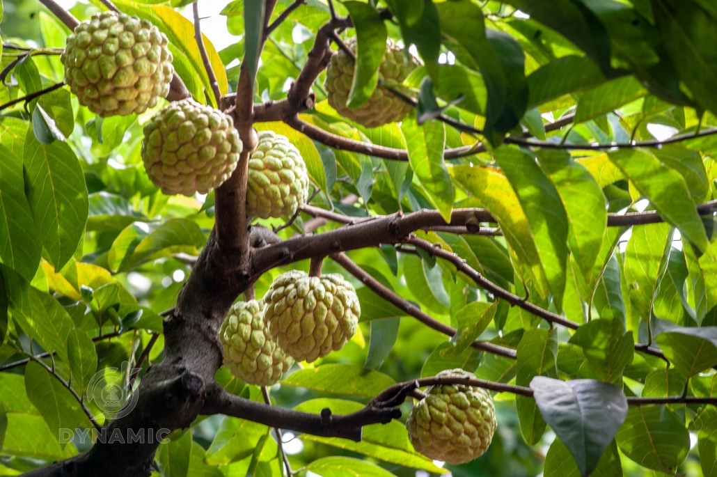 Ripe custard apple season