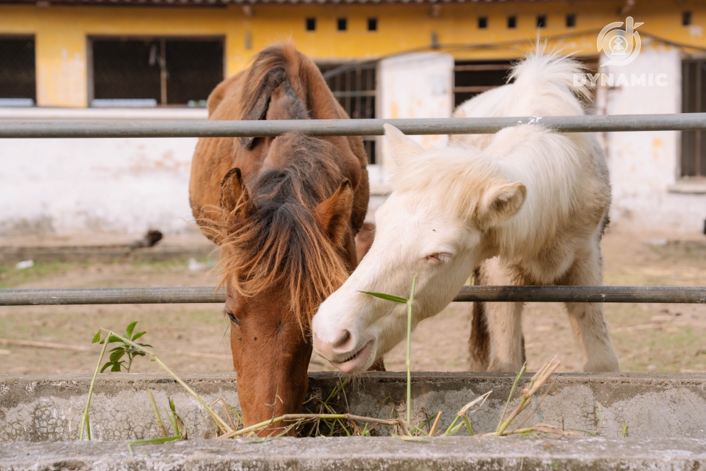 Ba Van Horse Farm