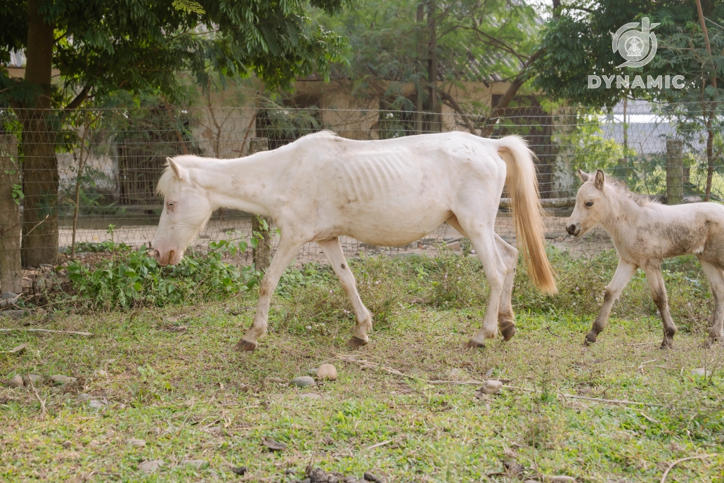 Ba Van Horse Farm