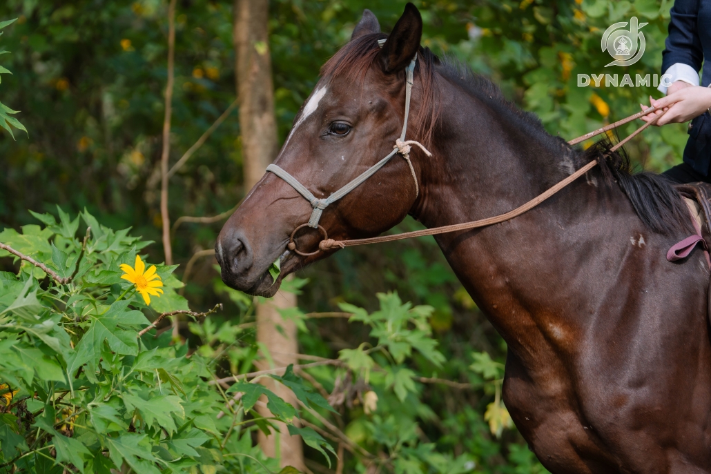 Ba Van Horse Farm