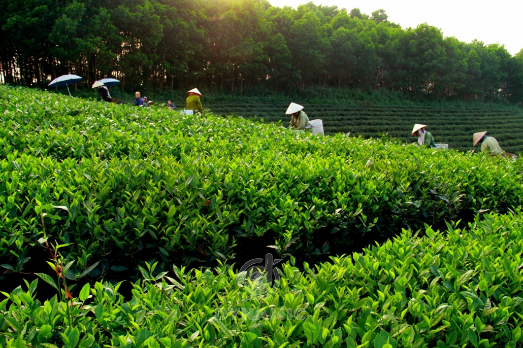 太原省的茶区