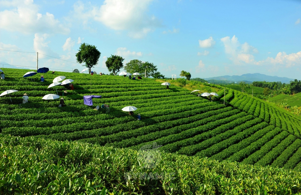 太原省的茶区