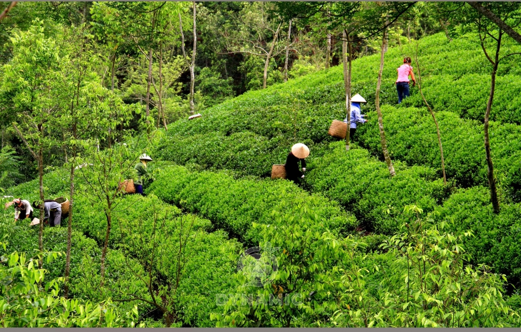 太原省的茶区