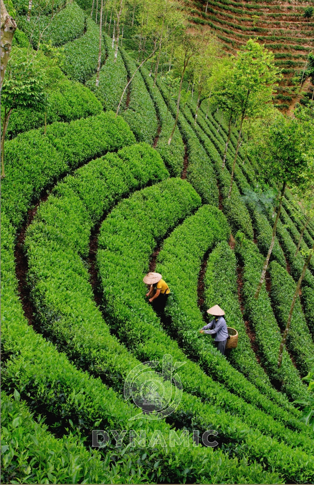 太原省的茶区