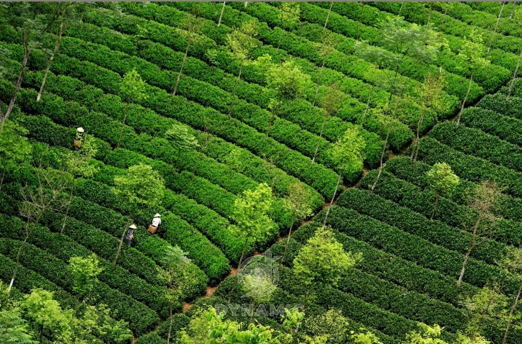 太原省的茶区