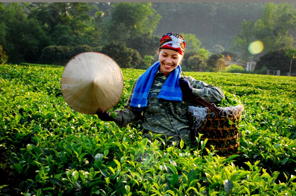 太原省的茶区