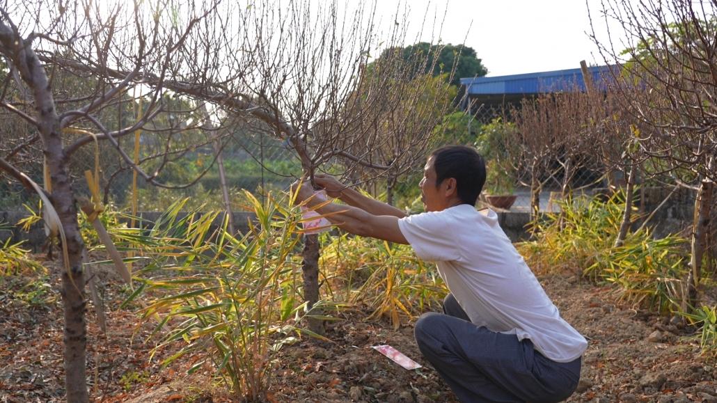 [Photo] Làng đào Cam Giá nhộn nhịp vào mùa phục vụ Tết Nguyên đán