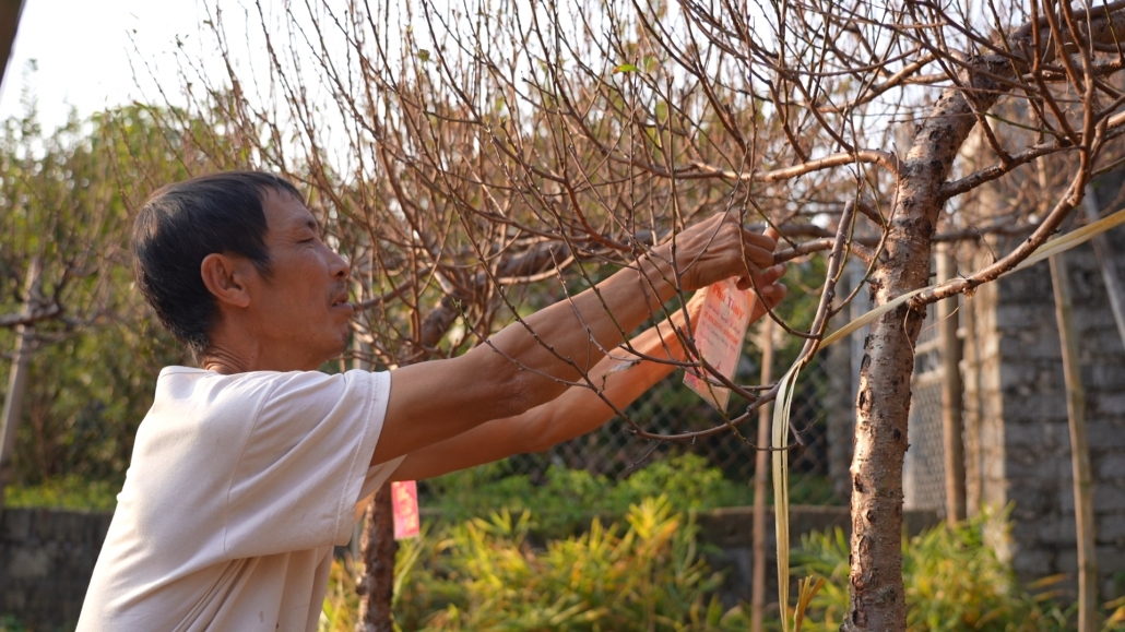 [Photo] Làng đào Cam Giá nhộn nhịp vào mùa phục vụ Tết Nguyên đán