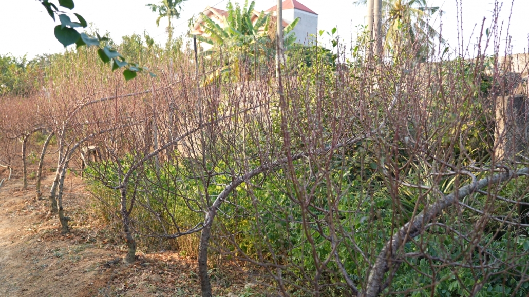 [Photo] Làng đào Cam Giá nhộn nhịp vào mùa phục vụ Tết Nguyên đán