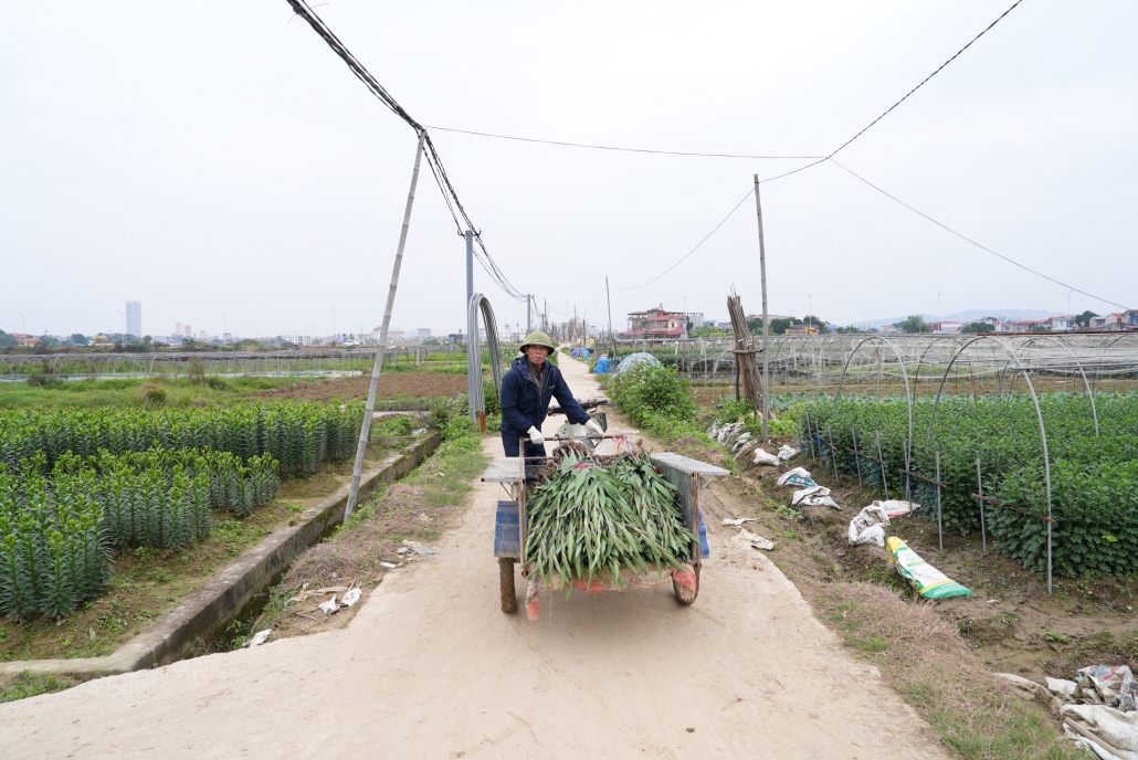 [Photo] Thái Nguyên: Làng hoa, làng rau tất bật vào vụ Tết