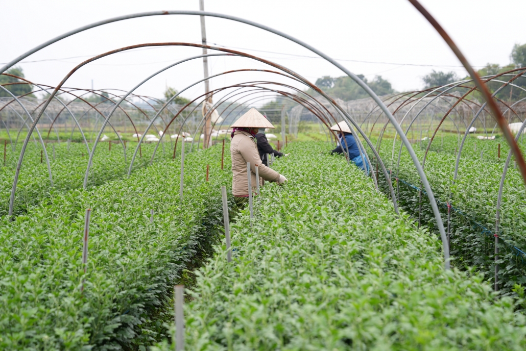 [Photo] Thái Nguyên: Làng hoa, làng rau tất bật vào vụ Tết