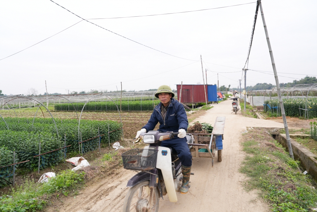 [Photo] Thái Nguyên: Làng hoa, làng rau tất bật vào vụ Tết