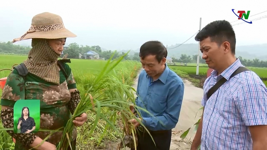 Khẩn trương bảo vệ lúa xuân