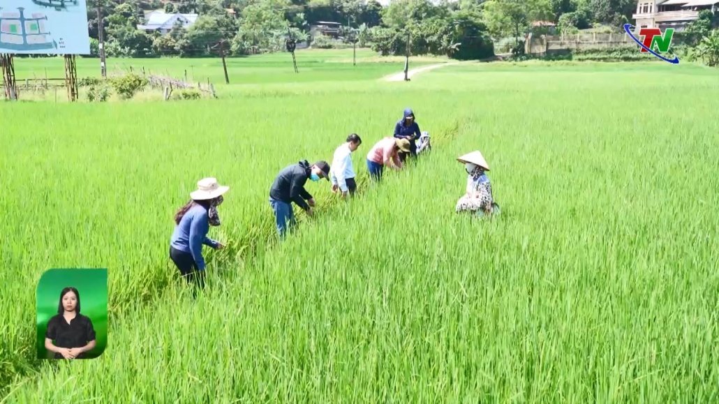 Khẩn trương bảo vệ lúa xuân