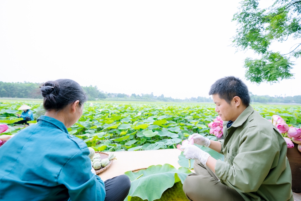 [Photo] Mùa sen về trên vùng đất đệ nhất danh Trà