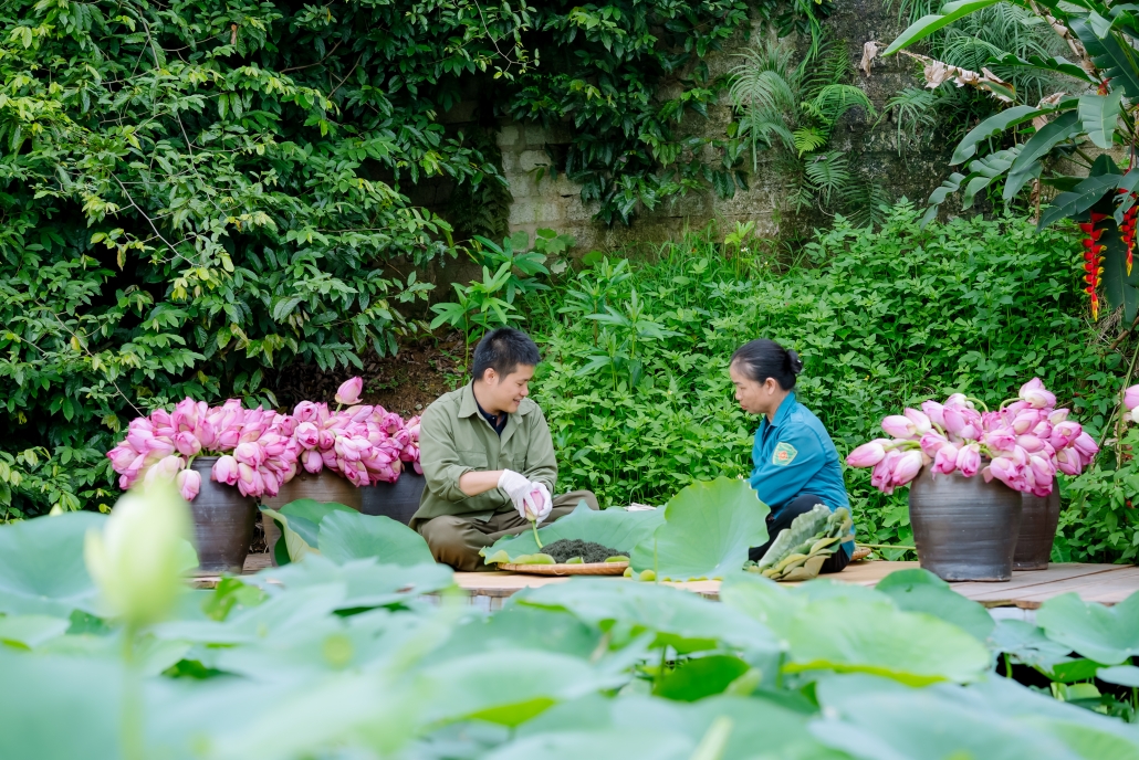 [Photo] Mùa sen về trên vùng đất đệ nhất danh Trà