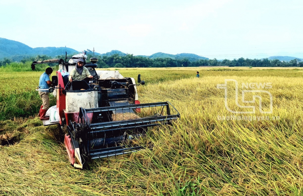 Phu Luong: Agricultural and forestry production value estimated to increase by over 20 billion VND