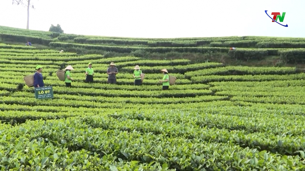 Khó khăn trong phát triển du lịch vùng chè