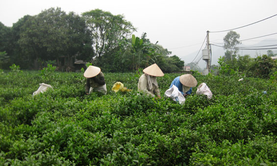 nang cao loi the canh tranh cho san pham che 24525